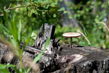 false mushroom on a stump in the forest