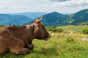 Brown cow grazing on an alpine lawn