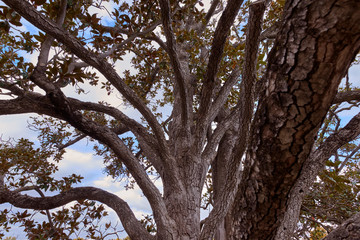 Fototapeta premium Beautiful tree with green leaves in a park of Aranjuez