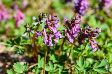 Purple corydalis flowers in a forest on early spring
