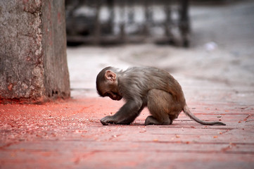 A small cute monkey sitting on the ground in Monkey Temple, Kathmandu, Nepal, seems to be looking for food