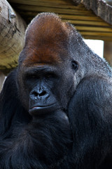 Gorilla at the Gladys Porter Zoo in Brownsville Texas