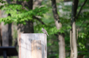 Eastern Phoebe
