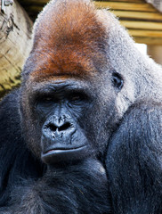 Gorilla at the Gladys Porter Zoo in Brownsville Texas