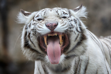 White tiger portrait