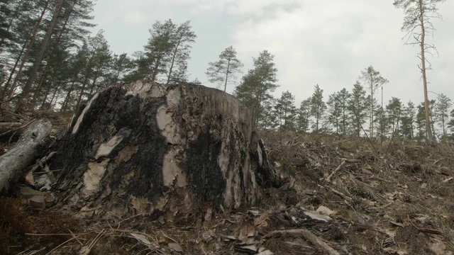 Close up shot of single tree stub in a cut off pine forest. Zoom in.