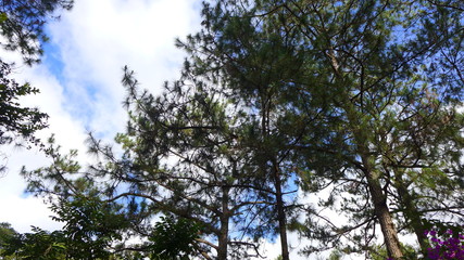 Fototapeta premium tree and blue sky