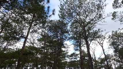 trees and sky