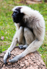 Pileated Gibon at the Gladys Porter Zoo in Brownsville, Texas