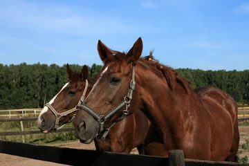 Fototapeten Two brown horses portrait © yanakoroleva27