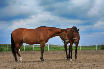 Fototapeta na wymiar Two beautiful brown horses are standing in the field.