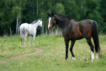 Obraz na płótnie Canvas Beautiful horses in nature