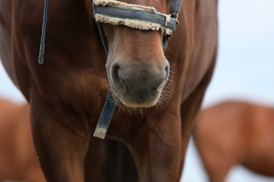 Close-up brown horse