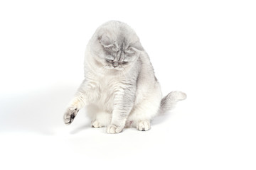 British Lorthair smoky cat isolated on white is sitting and play