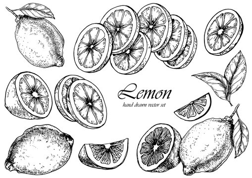 Vector set of lemon fruits. Hand drawn illustration. Isolated elements for design.