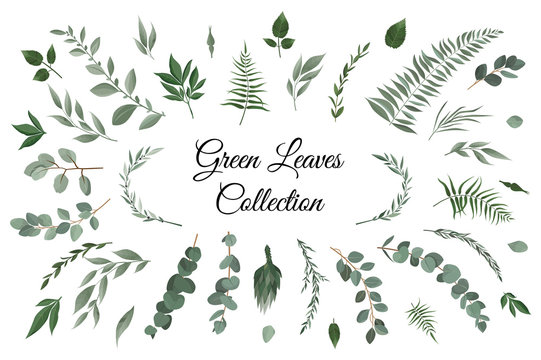 Vector designer elements set collection of greeng leaves herbs in watercolor style.