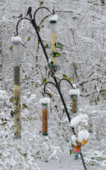 Dozens of tomtits and blue tits feeding on aviary in forest, Munich, English Garden