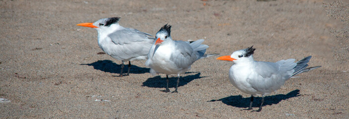 Three Black Crested Seagulls at McGrath State Park nature preserve in Ventura - Oxnard on the California gold coast - United States