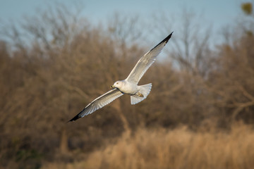 Sea Gull flying in the afternoon light.