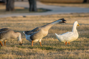 A Pair of Swan Geese enjoying the afternoon in the park.