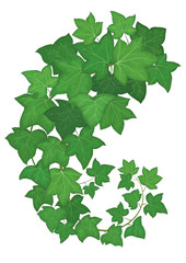 Fototapeta premium Herbs, spices and seasonings collection. Vector hand drawn illustration of a plant hedera helix 