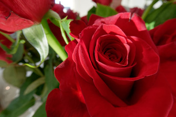 Naklejka premium rose
