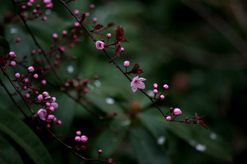 Pink flowers on tree branch