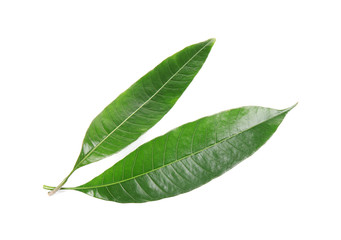 Fototapeta premium Fresh green mango leaves on white background
