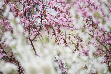 cherry blossom in spring