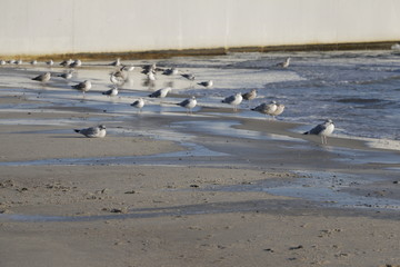 Group, colony of gulls, seagulls on the sandy beach. Baltic Sea coast during winter. Frosty, nice, sunny day. The reflection of the sun from the surface of the water. Breakwater in the background.