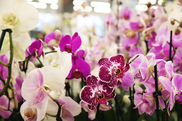 Fototapeta na wymiar Beautiful blooming orchid flowers, closeup. Tropical plant