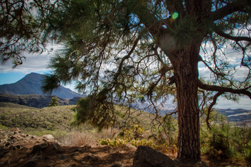 A tree on a mountain slope