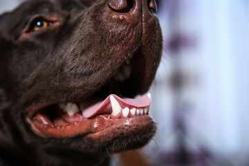 Chocolate Labrador retriever showing its teeth indoors, closeup