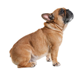 Obraz premium Cute French bulldog on white background. Funny pet