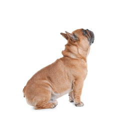 Cute French bulldog on white background. Funny pet