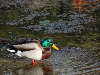 duck on seashore mallard
