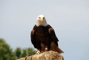 aguila de cabeza calva americana