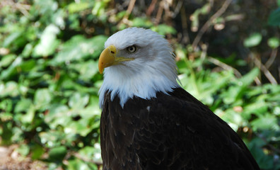 aguila calva americana
