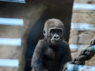 little monkey