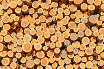 林業イメージ　材木置き場　切り株　木材