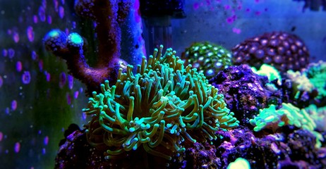 Euphyllia LPS coral in reef aquarium tank