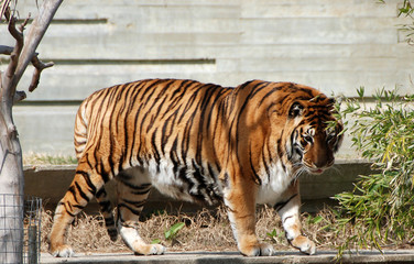 Fototapeta na wymiar tigre