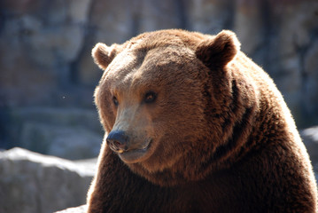 oso pardo