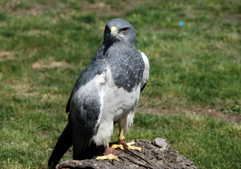 azor