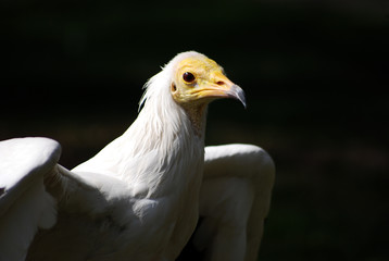 alimoche