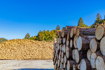 林業イメージ　材木置き場　切り株　木材