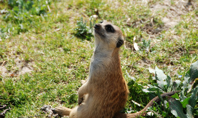 suricata