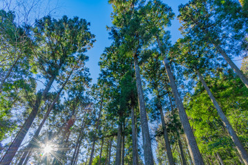 Obraz premium 早朝の森林 朝日