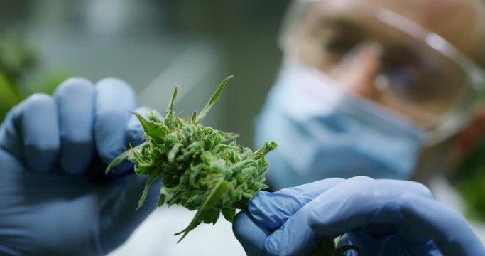 Slow motion of scientist with mask, glasses and gloves checking hemp plants in a greenhouse. Shot in 8K. Concept of herbal alternative medicine, cbd oil, pharmaceptical industry