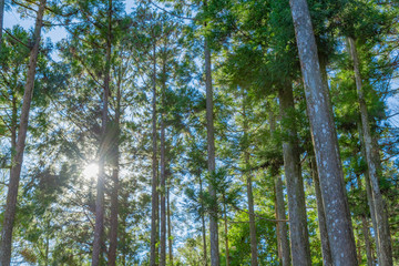 早朝の森林　朝日